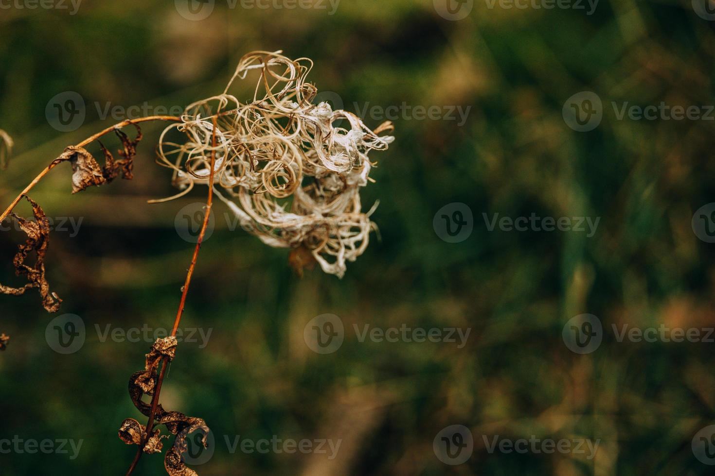 interessante abstrato outono plantar em natural fundo foto