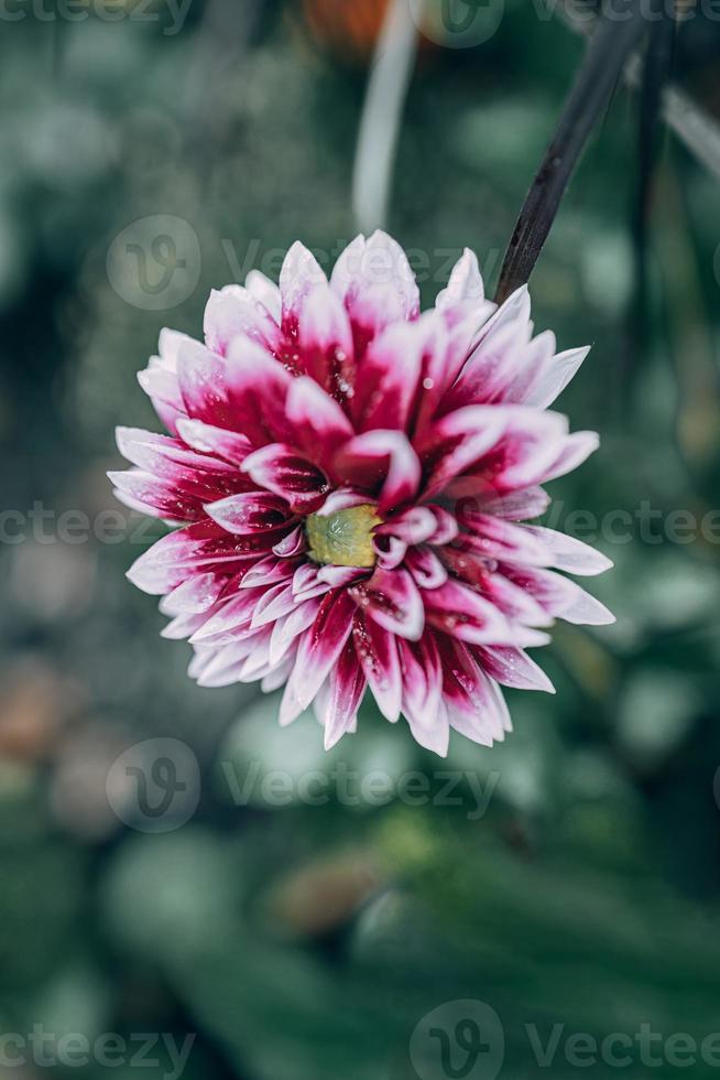 roxa dália dentro a jardim contra a fundo do verde folhas foto