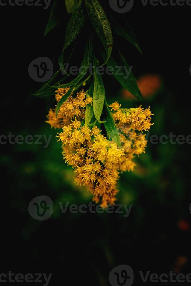 amarelo flor em uma verde fundo dentro outono Prado dentro fechar-se foto