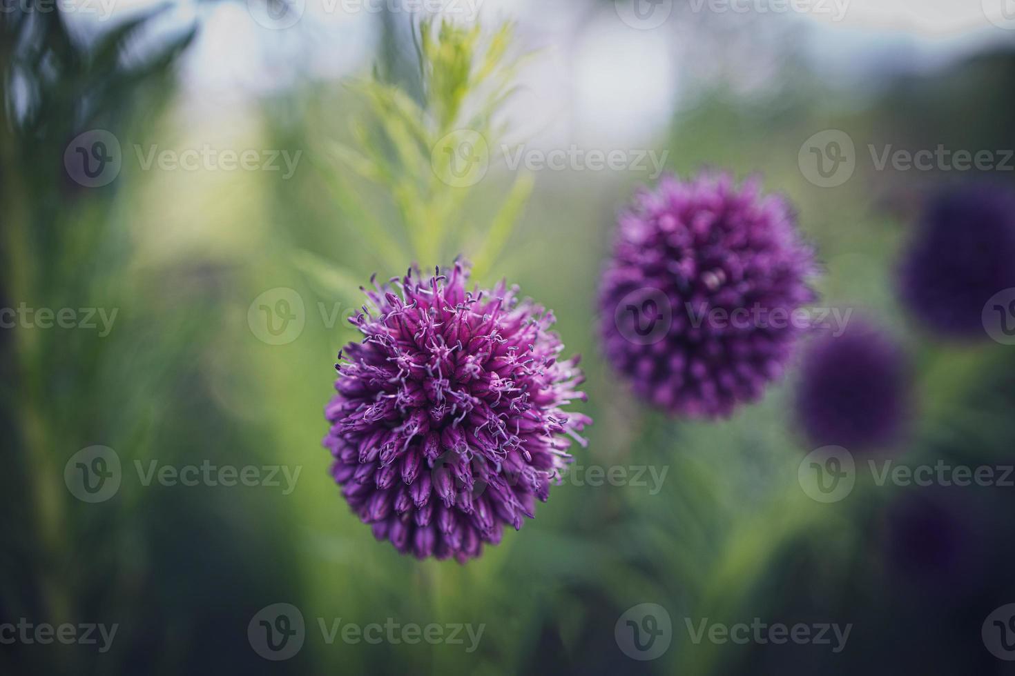 roxa flor dentro fechar-se em uma verde jardim fundo foto