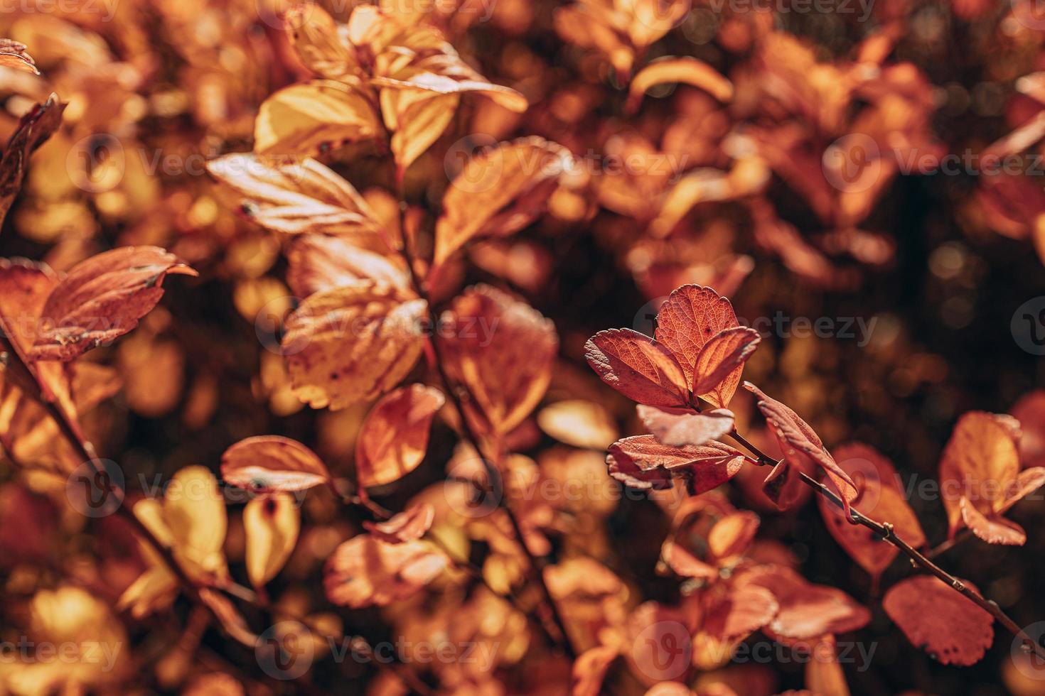 dourado outono arbusto folhas aceso de caloroso Sol dentro a jardim foto