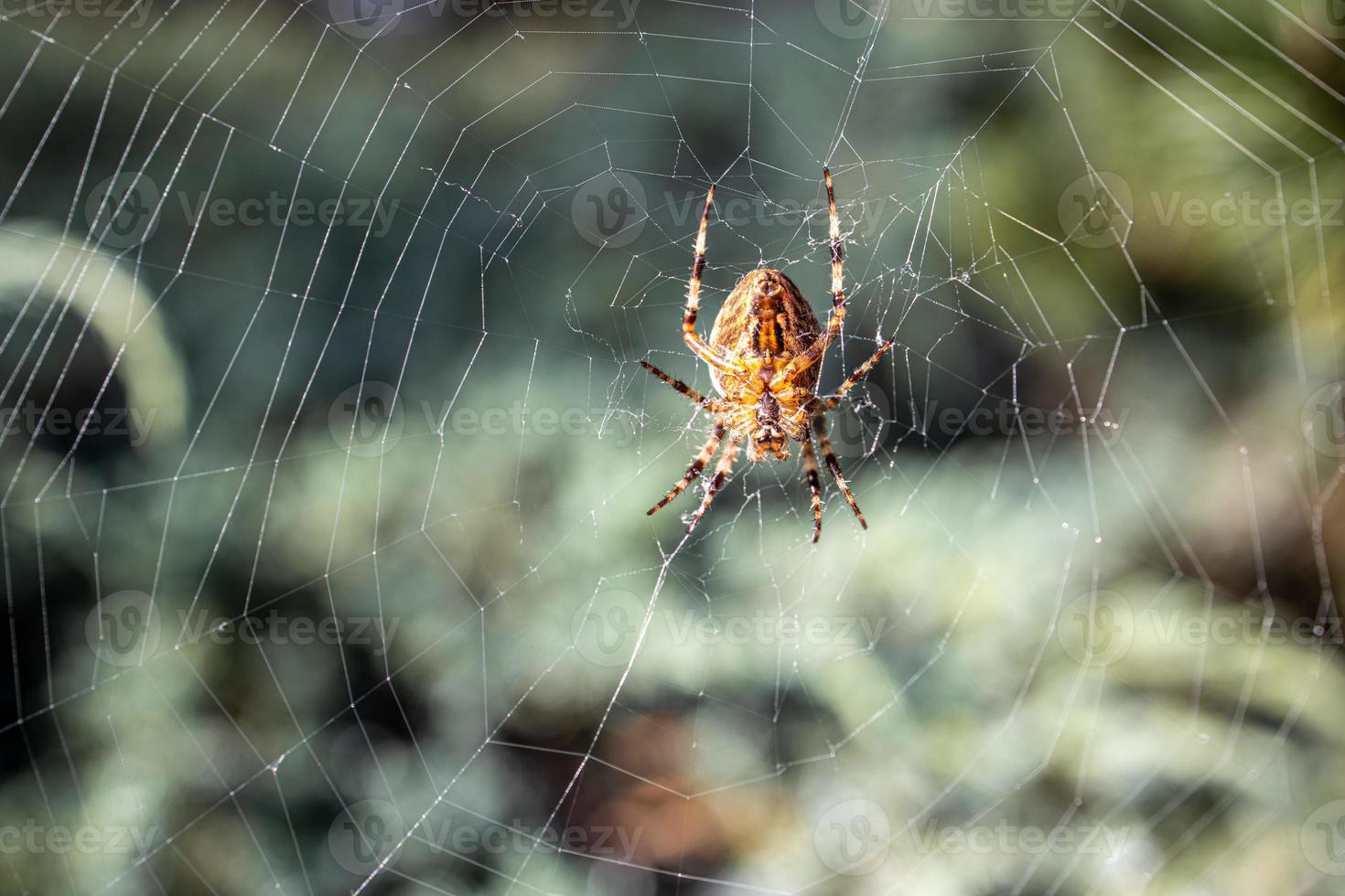 grande aranha aranha em uma teia de aranha em uma verde fundo dentro a jardim foto