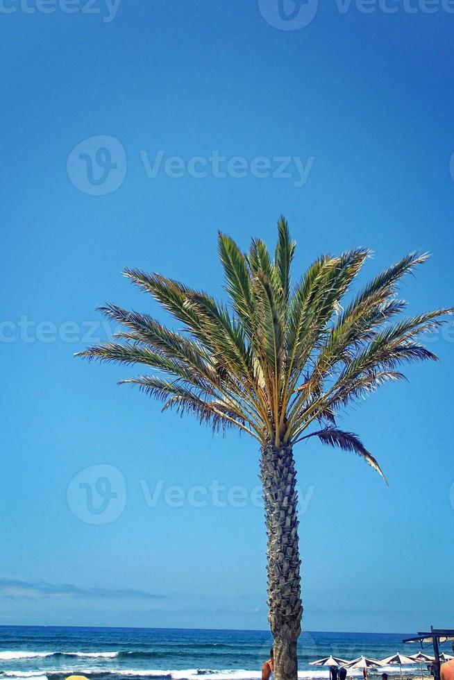 verde ampla Palma árvore crescendo dentro a trópicos foto