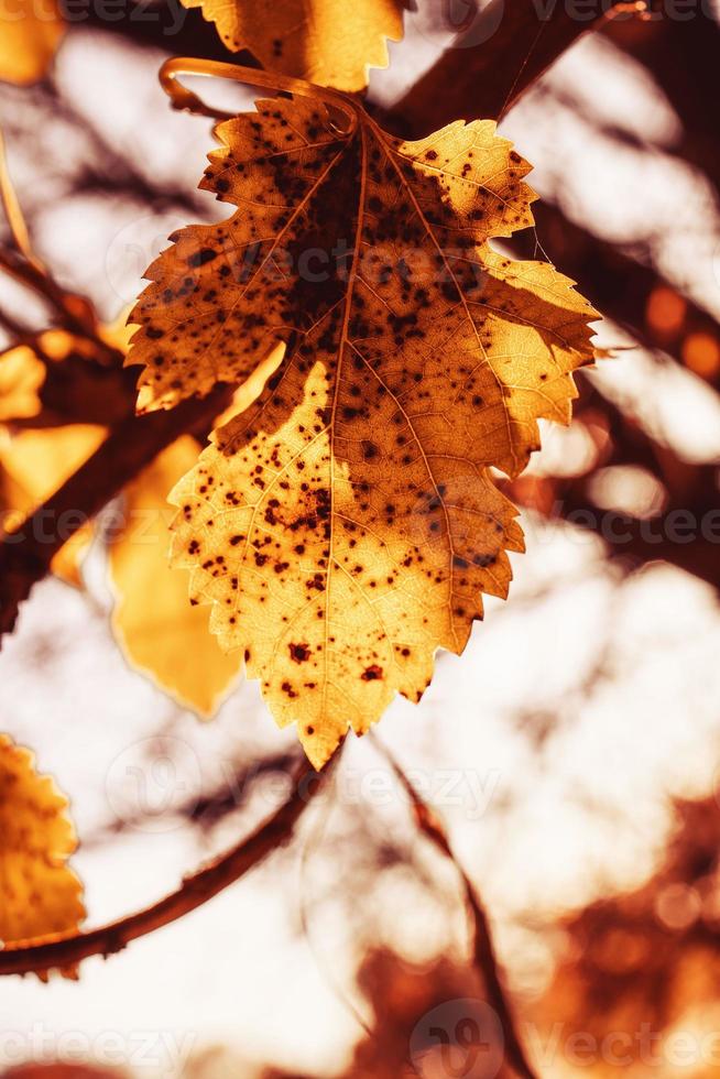 eu dourado outono folhas em uma árvore dentro uma parque debaixo caloroso Outubro Sol foto