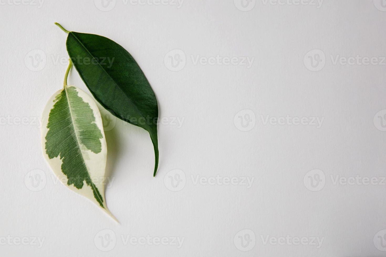 dois verde folhas em branco fundo. 1 folha tem branco pontos. vitiligo pele problema símbolo. foto