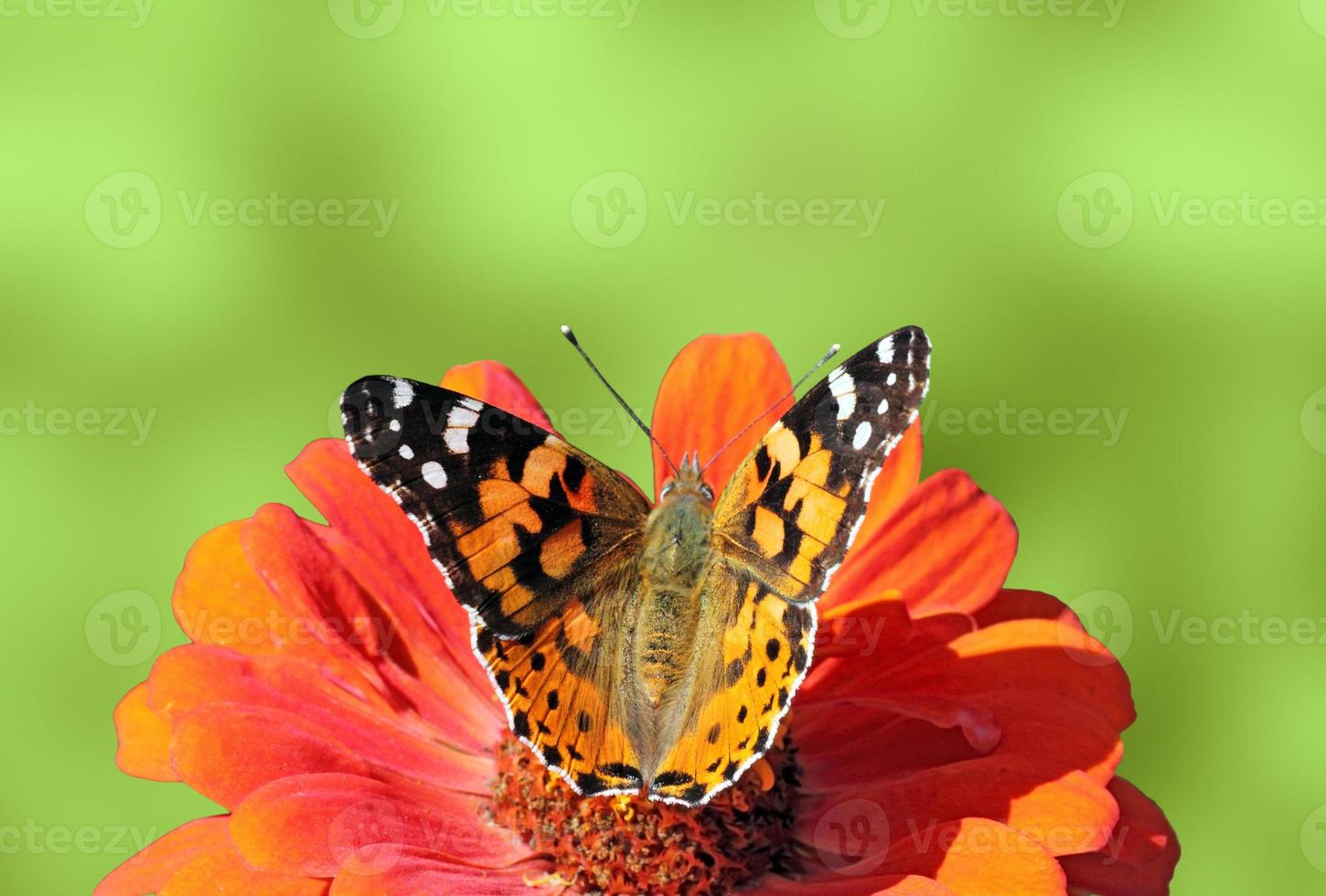 pintado senhora borboleta sentado em zínia flor sobre verde fundo foto