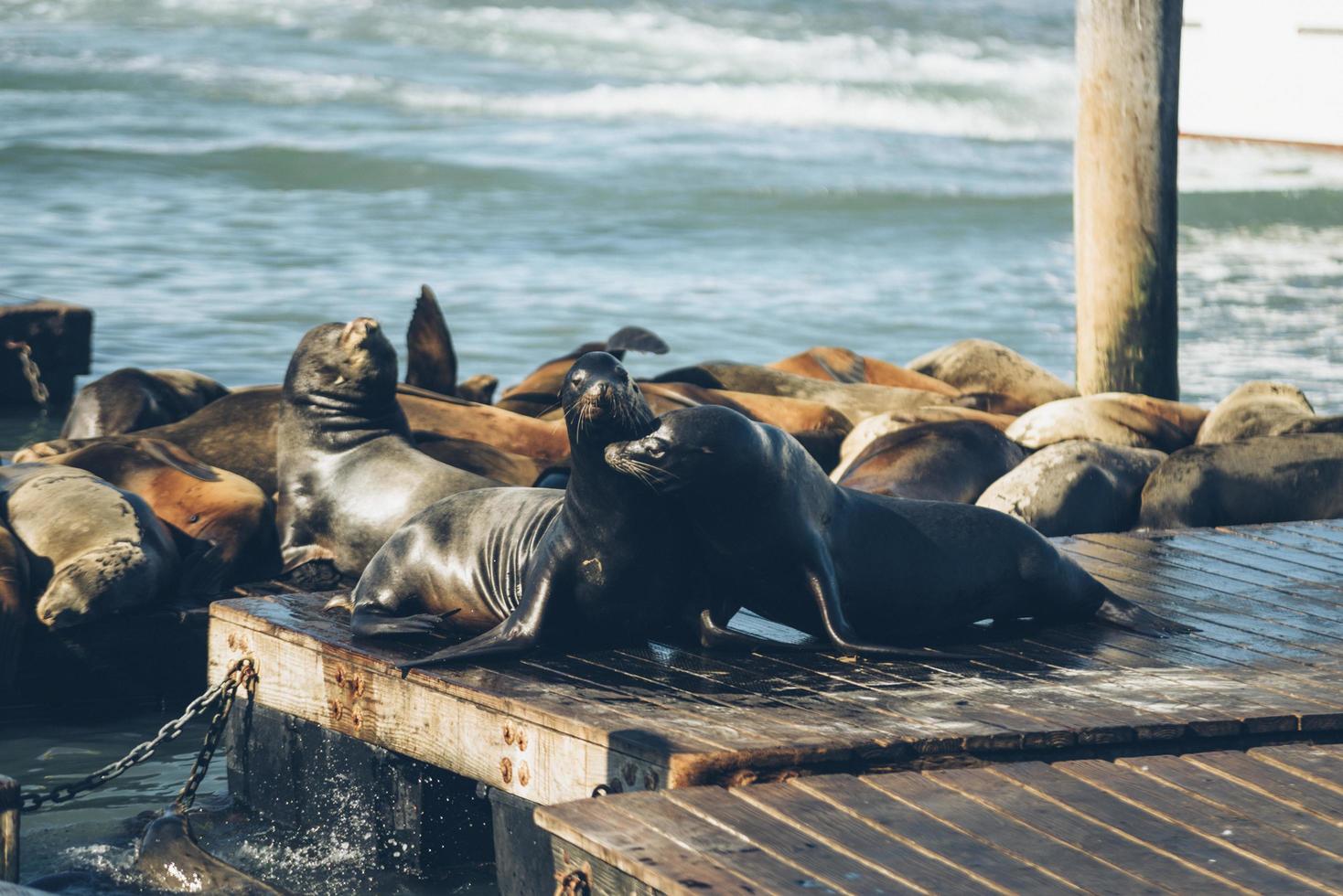 leões marinhos perto da água foto