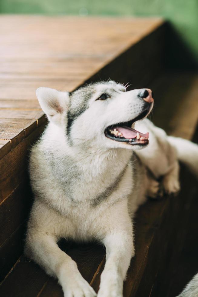 cachorro husky na escada foto