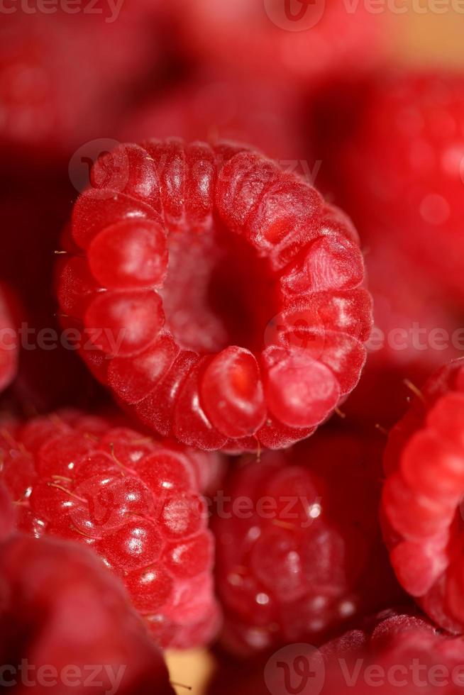 fundo do maduro vermelho framboesas frutas natural saudável vitaminas poder grande Tamanho Alto qualidade botânico impressão rubus fenicolasius família rosaceae foto