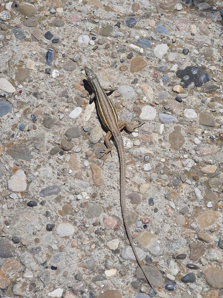 lagarto em uma pedra passarela dentro fechar-se foto