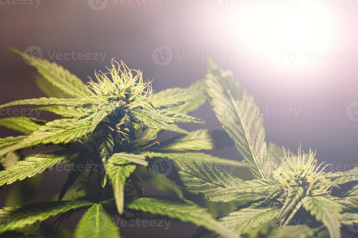 cultivo de maconha em ambiente interno sob iluminação artificial foto