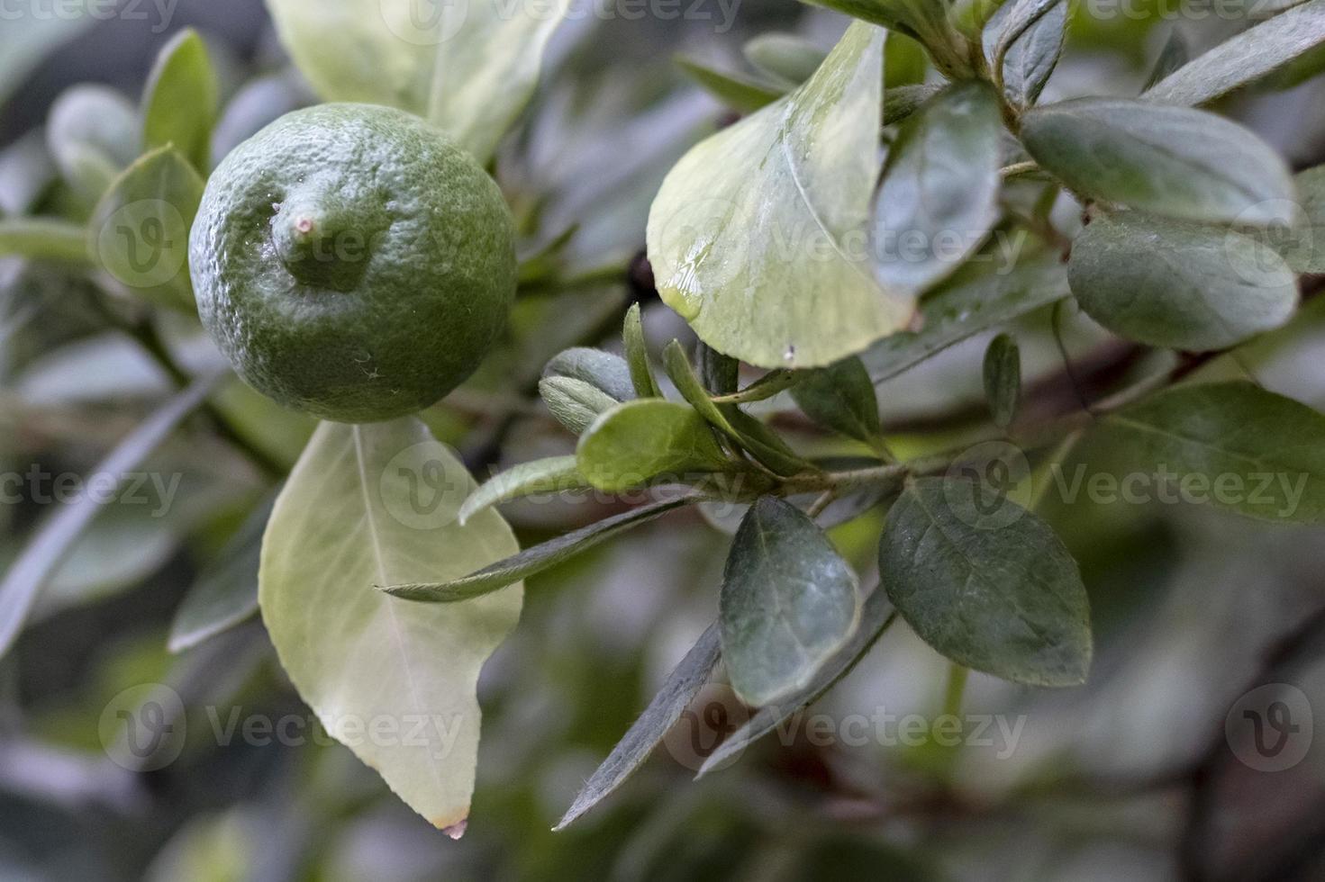 limão verde fresco na árvore na horta orgânica foto