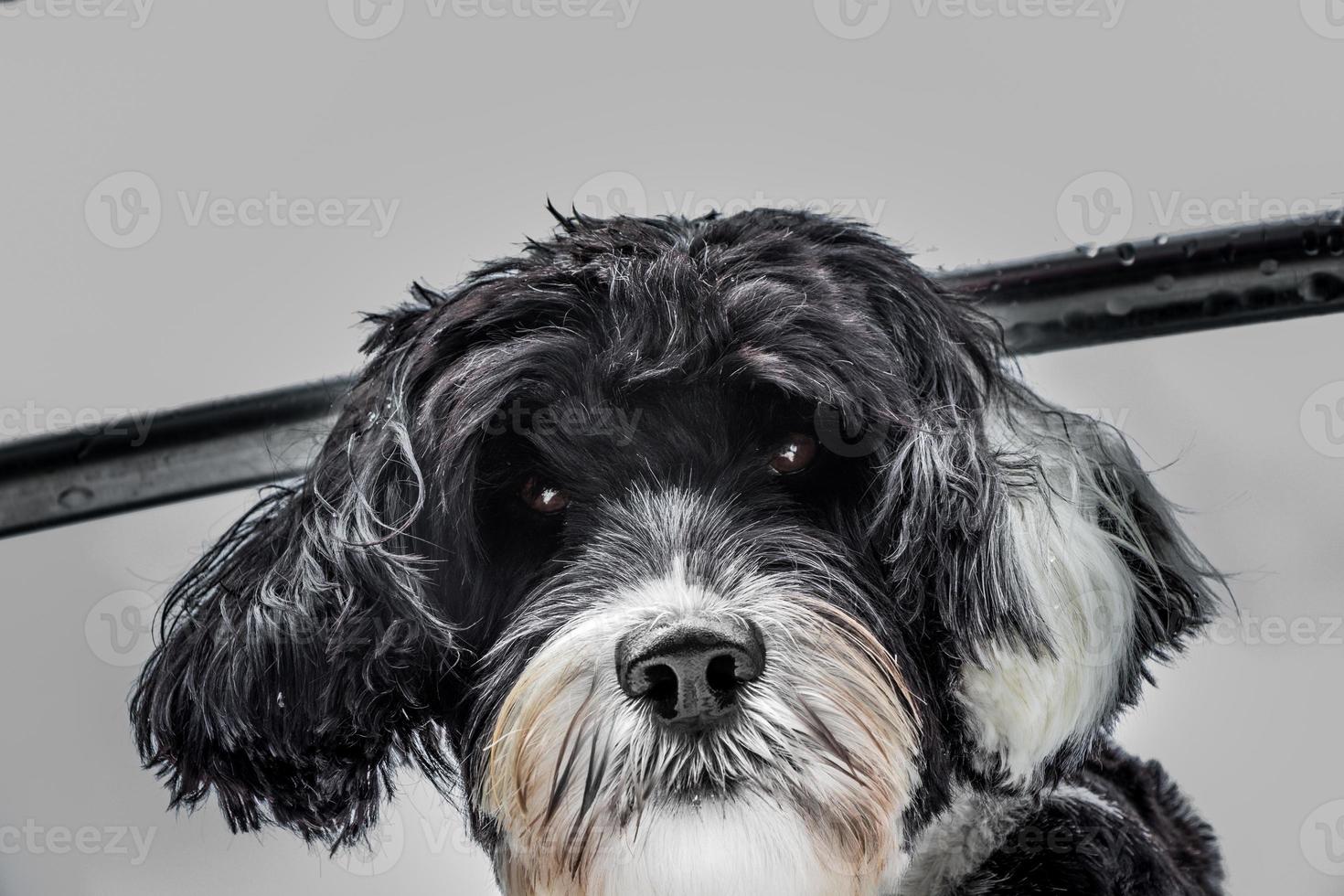 retrato de cachorro preto e branco foto