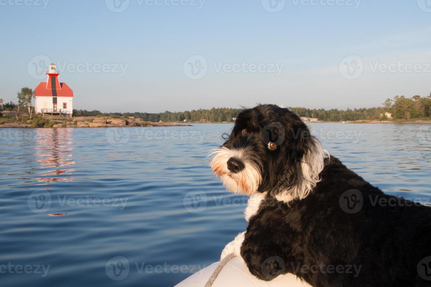 cachorro às a confortável Porto farol em georgiano baía foto