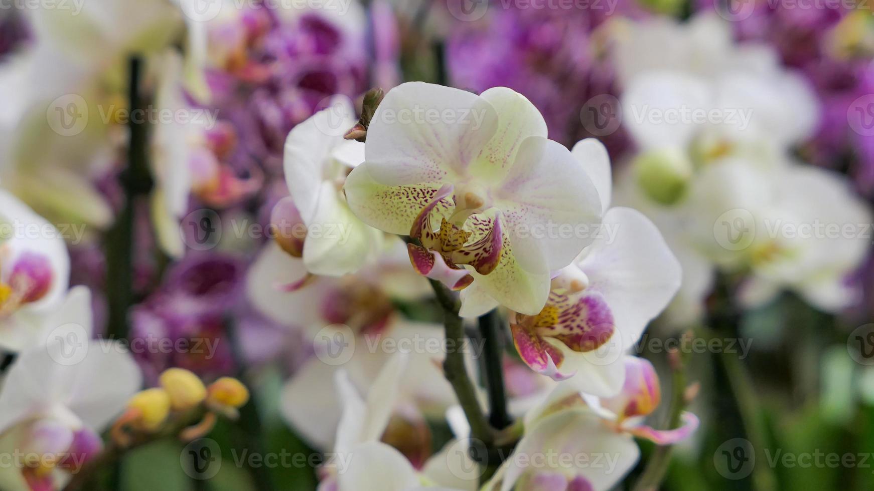 lindo phalaenopsis orquídeas dentro a estufa foto