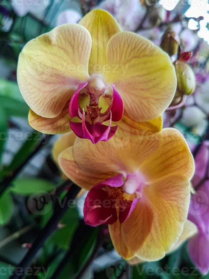 lindo phalaenopsis orquídeas dentro a estufa foto