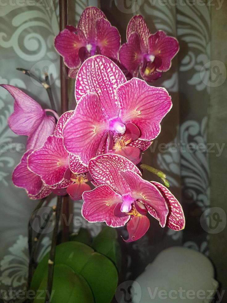 lindo phalaenopsis orquídeas dentro a casa foto