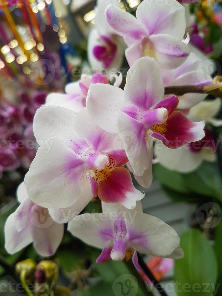 lindo phalaenopsis orquídeas dentro a estufa foto