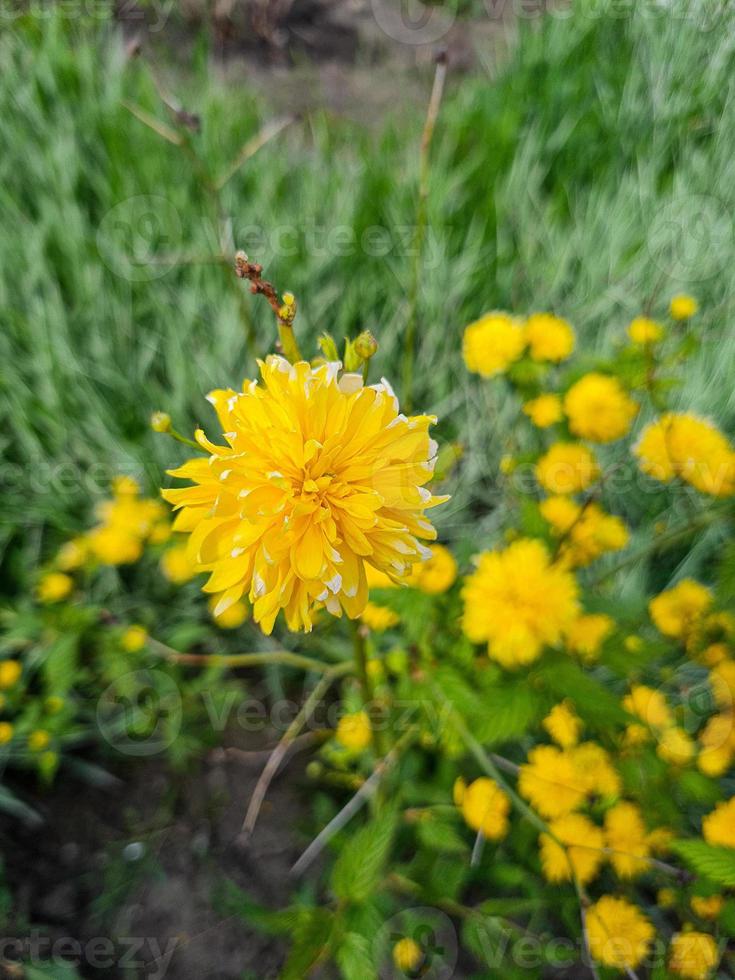 lindas flores no jardim foto