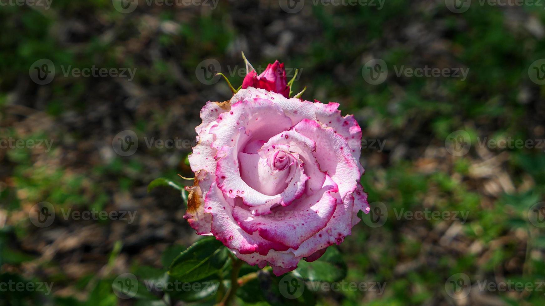 uma lindo rosa flores ao ar livre foto