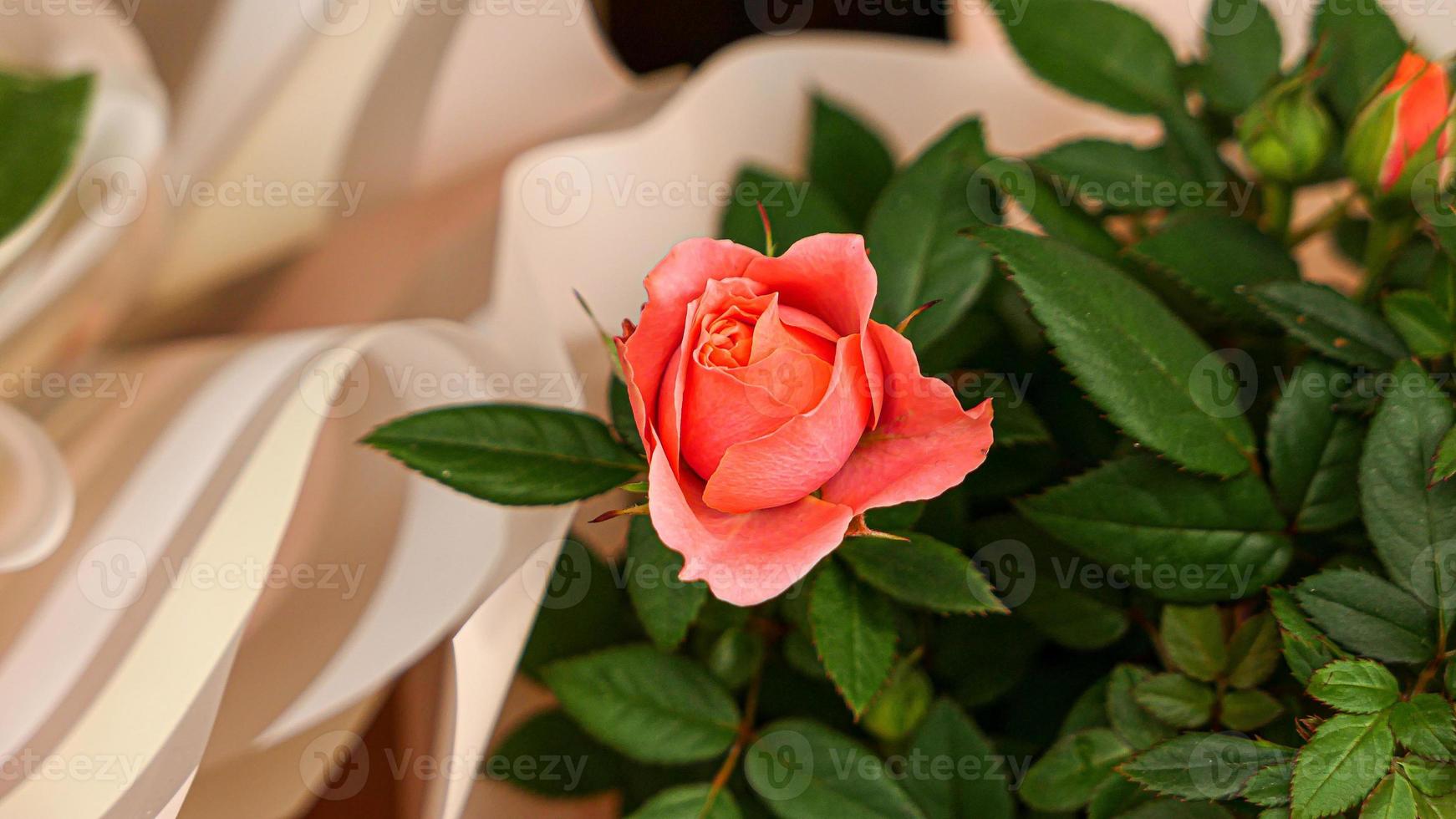 uma lindo rosa flores ao ar livre foto