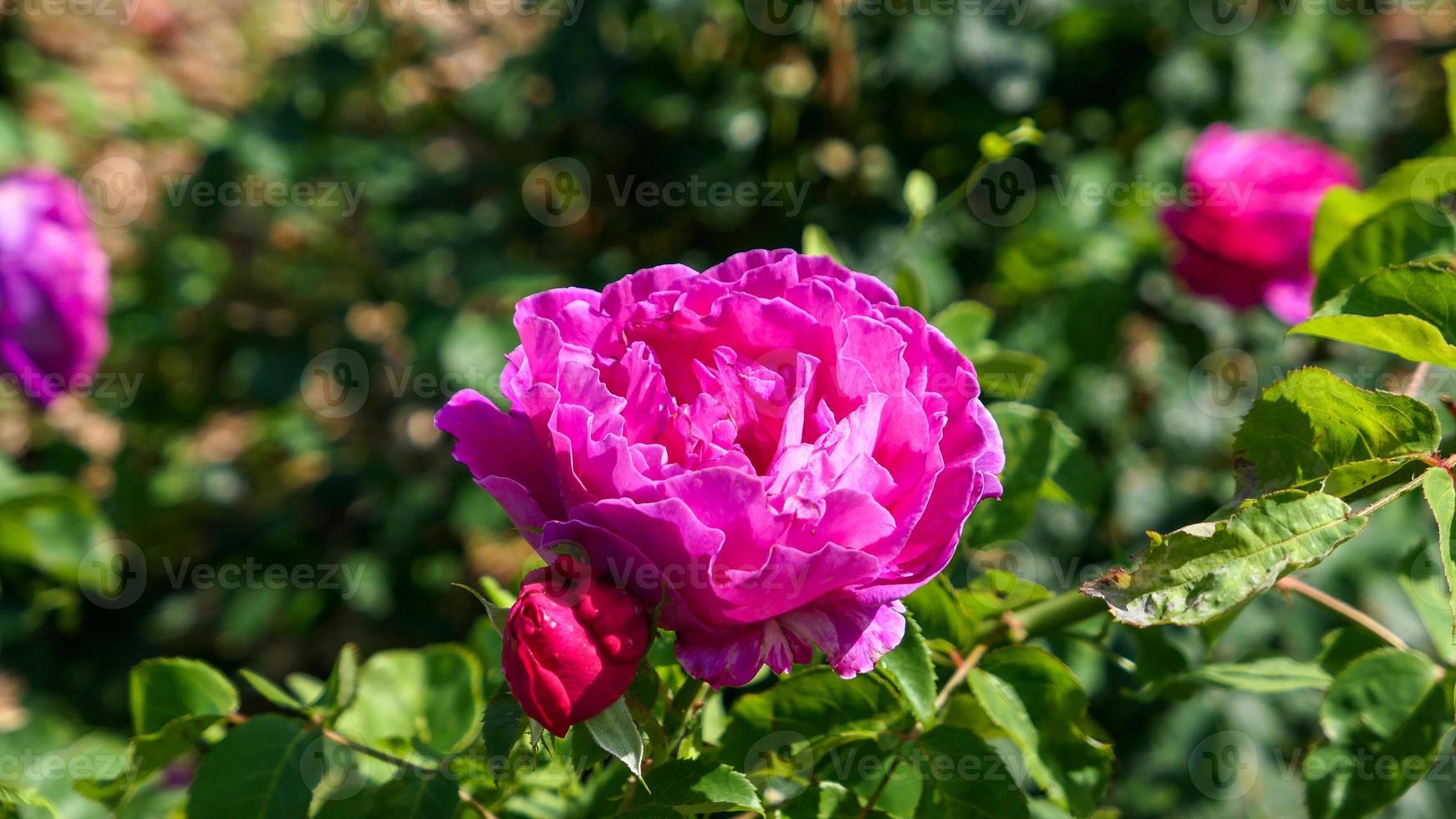 uma lindo rosa flores ao ar livre foto