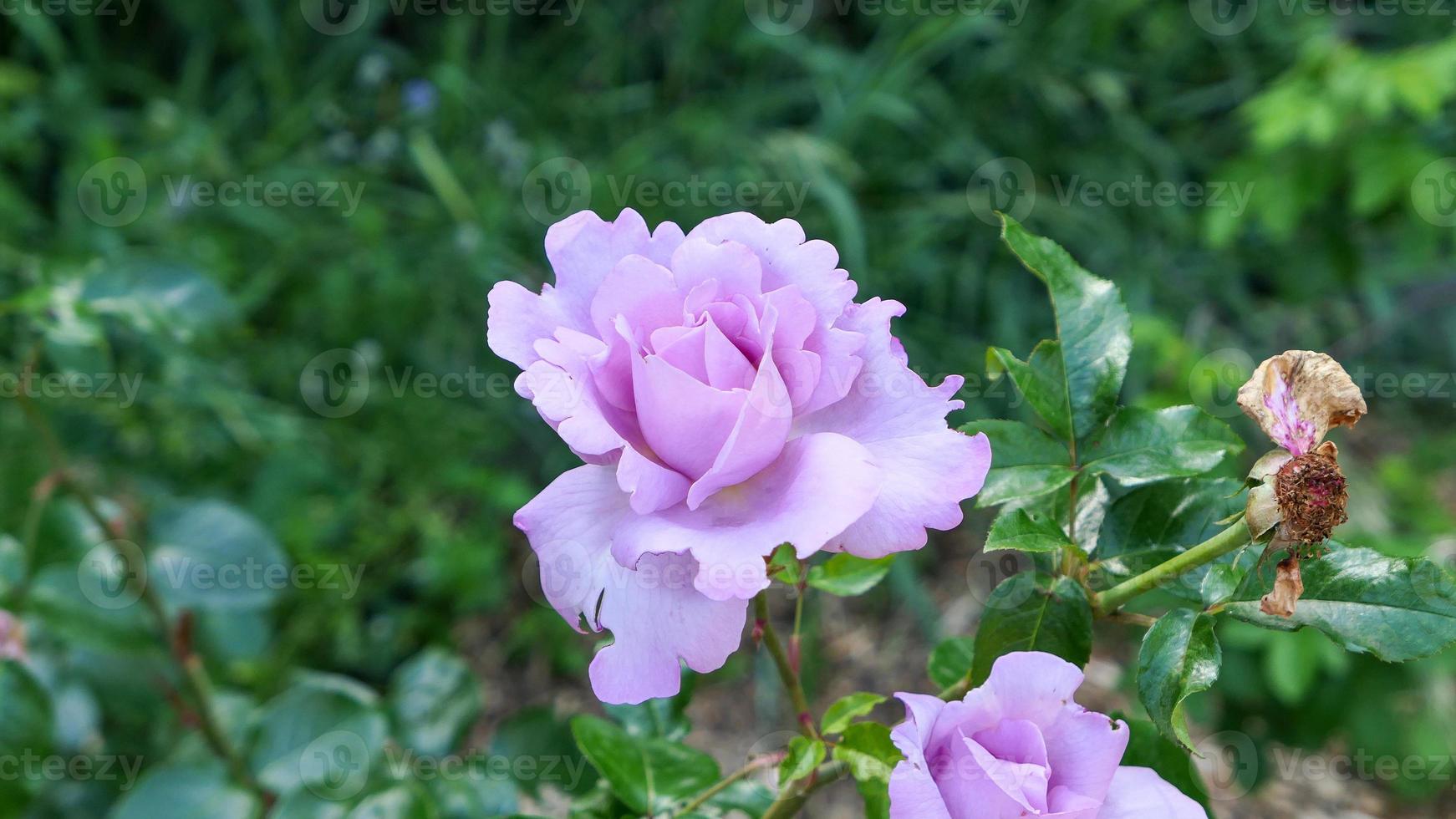 uma lindo rosa flores ao ar livre foto