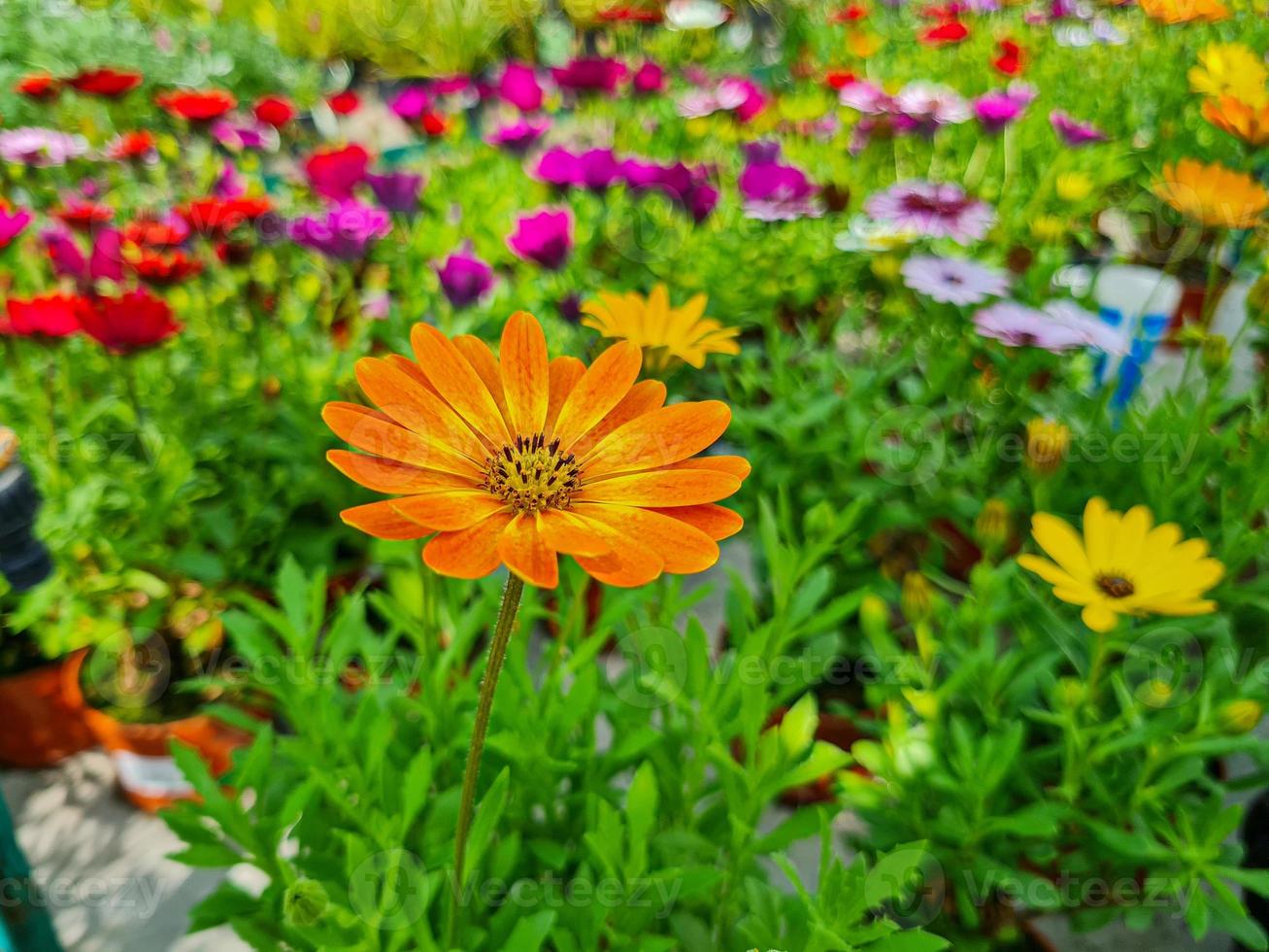 uma lindo dias flores ao ar livre foto