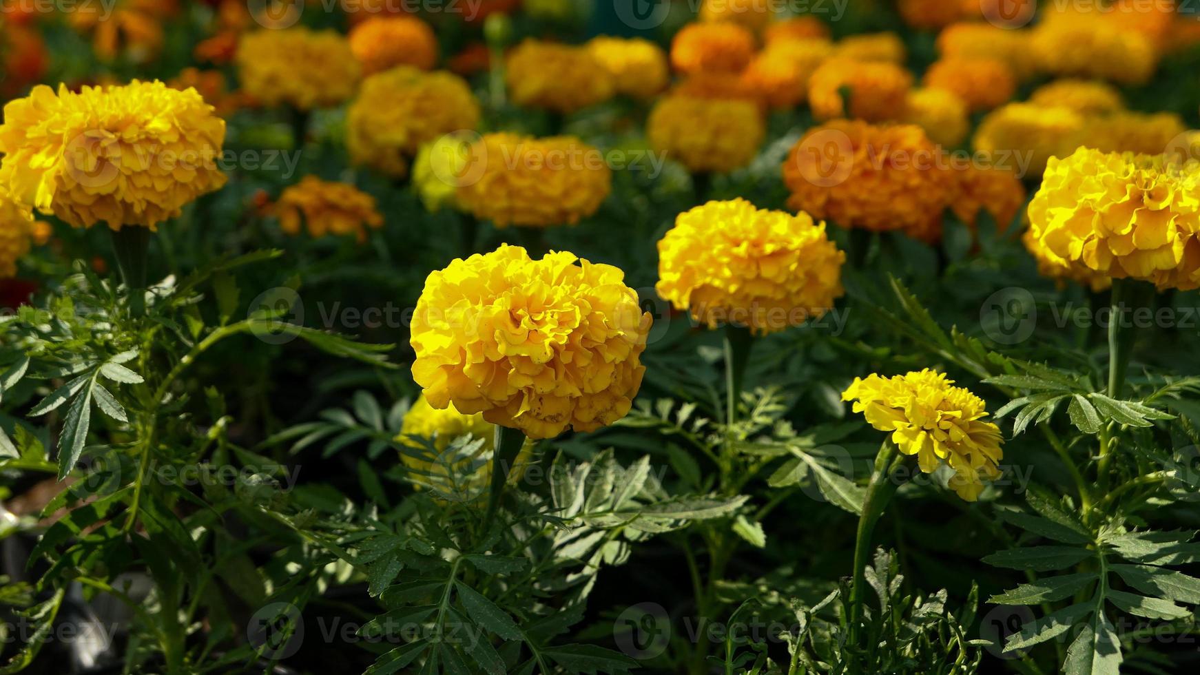 uma lindo calêndula flores ao ar livre foto