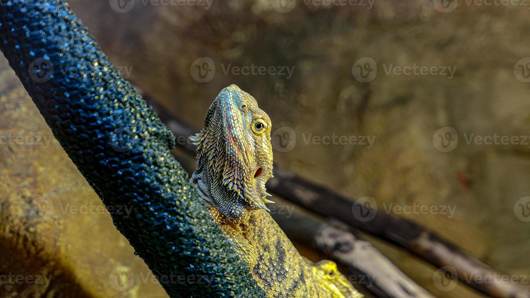 lagarto retrato dentro a jardim zoológico foto