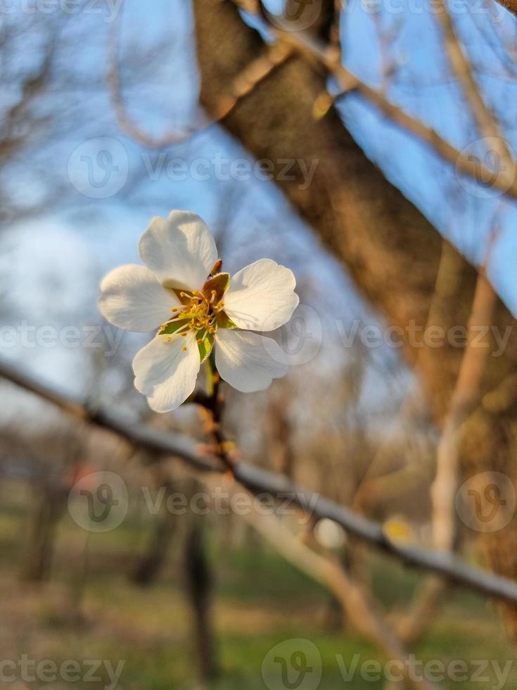 lindo sakura flores foto