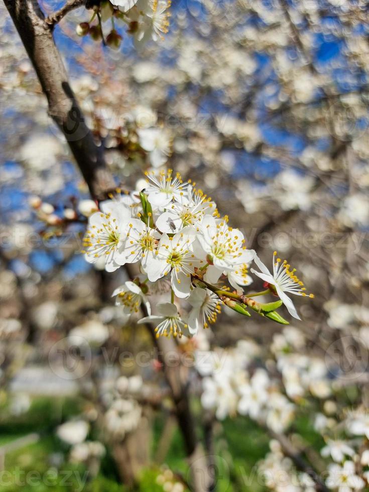 lindo sakura flores foto