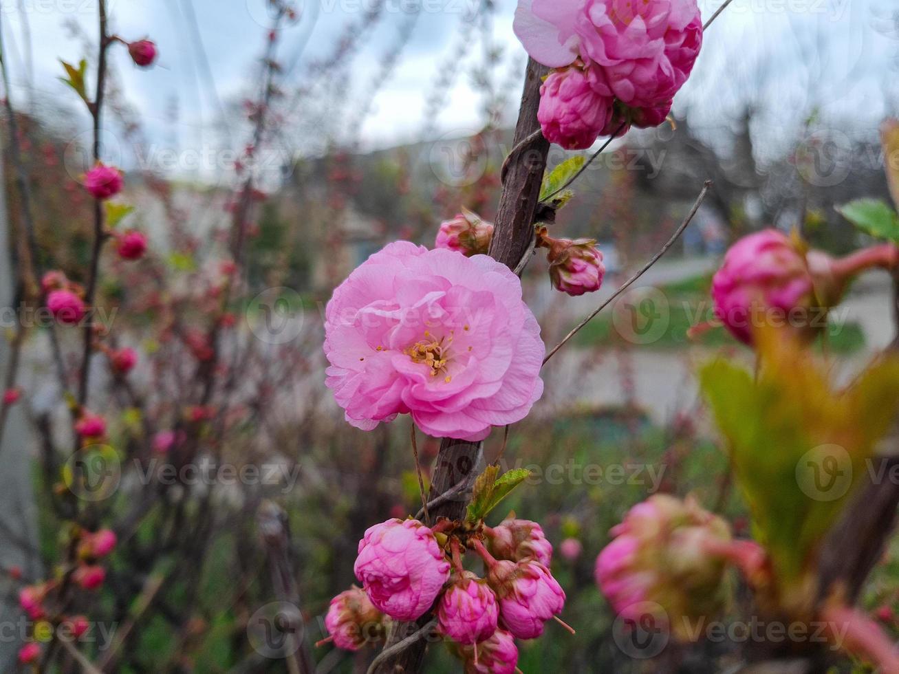 lindo sakura flores foto