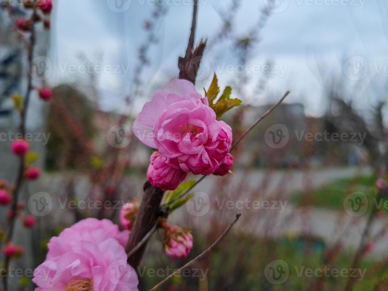 lindo sakura flores foto