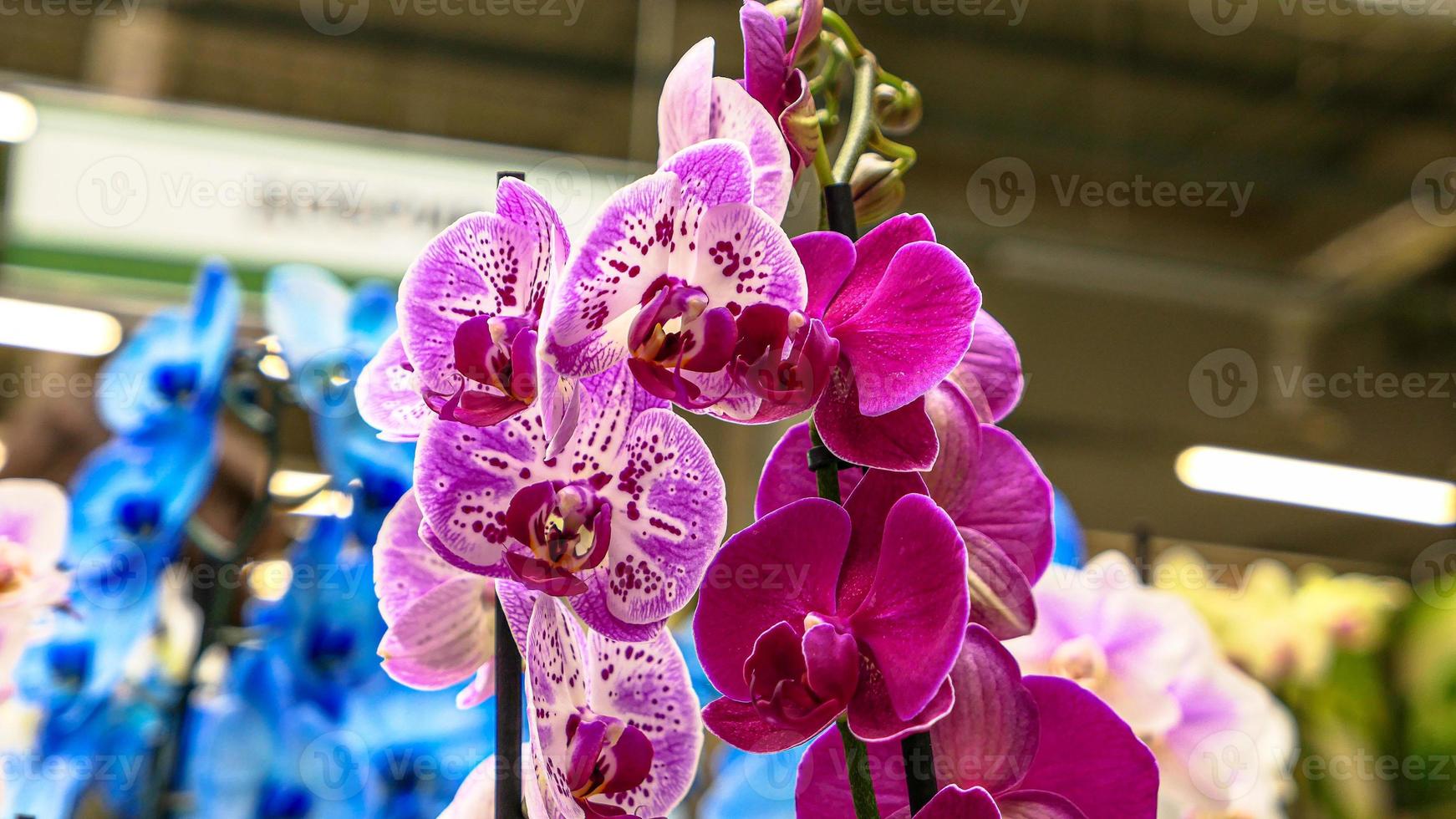 lindo phalaenopsis orquídeas foto