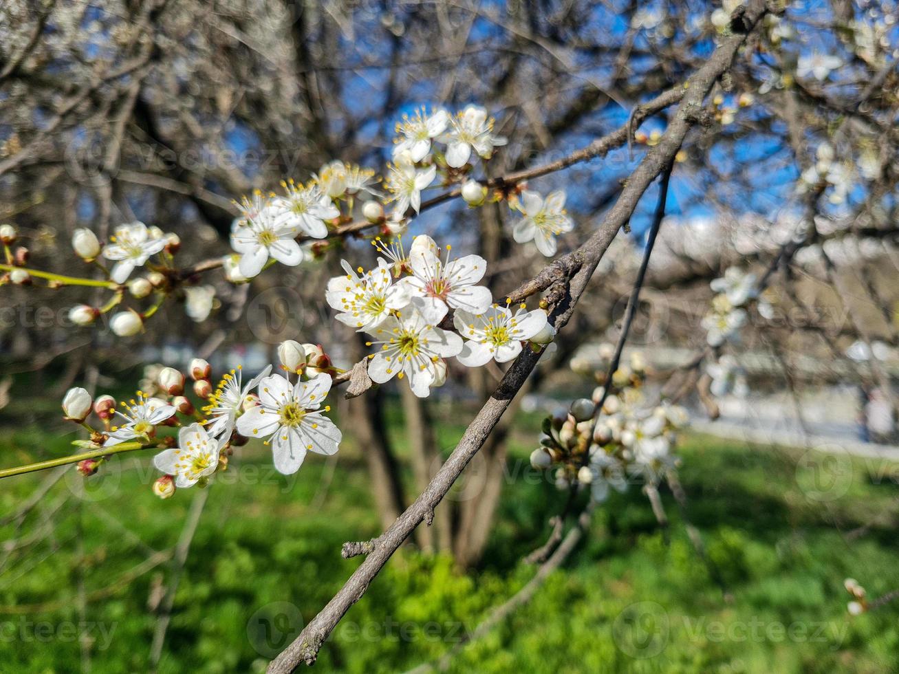 lindo sakura flores foto