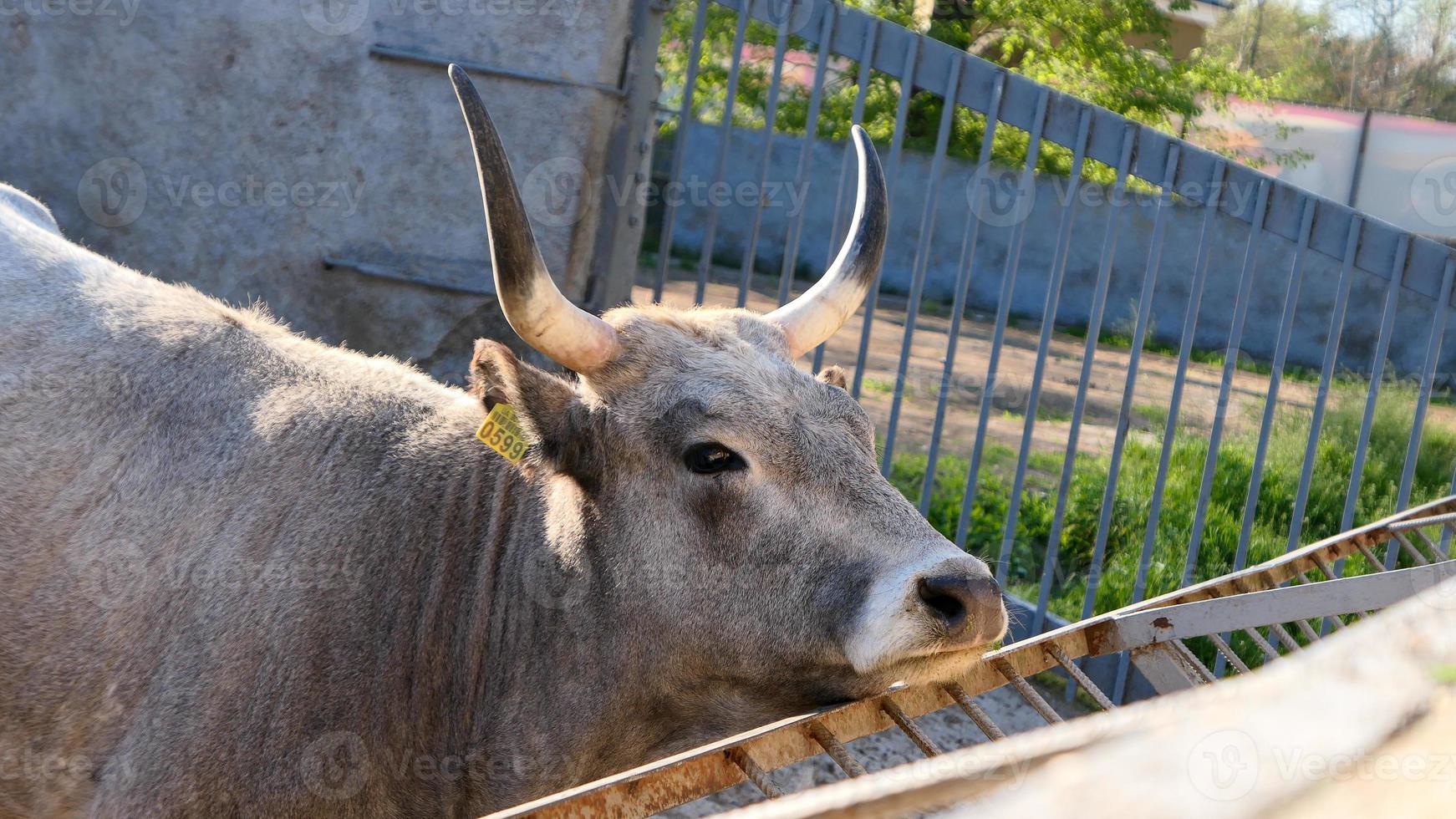 lindo vaca retrato dentro a jardim zoológico foto