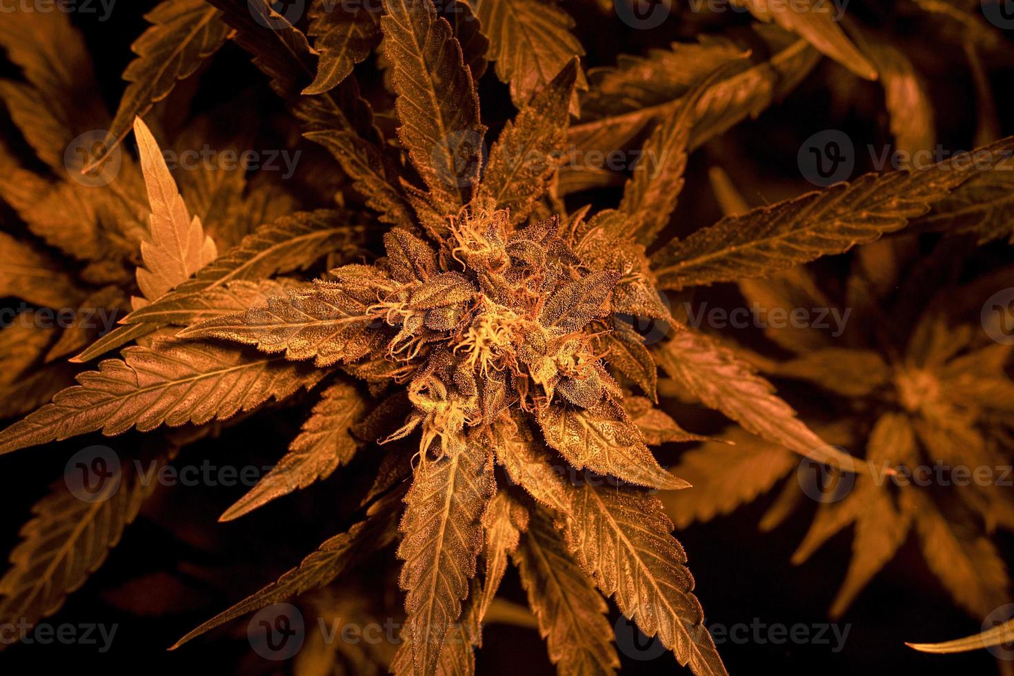 cultivo de botões de cannabis medicinal com condições artificiais para o crescimento foto