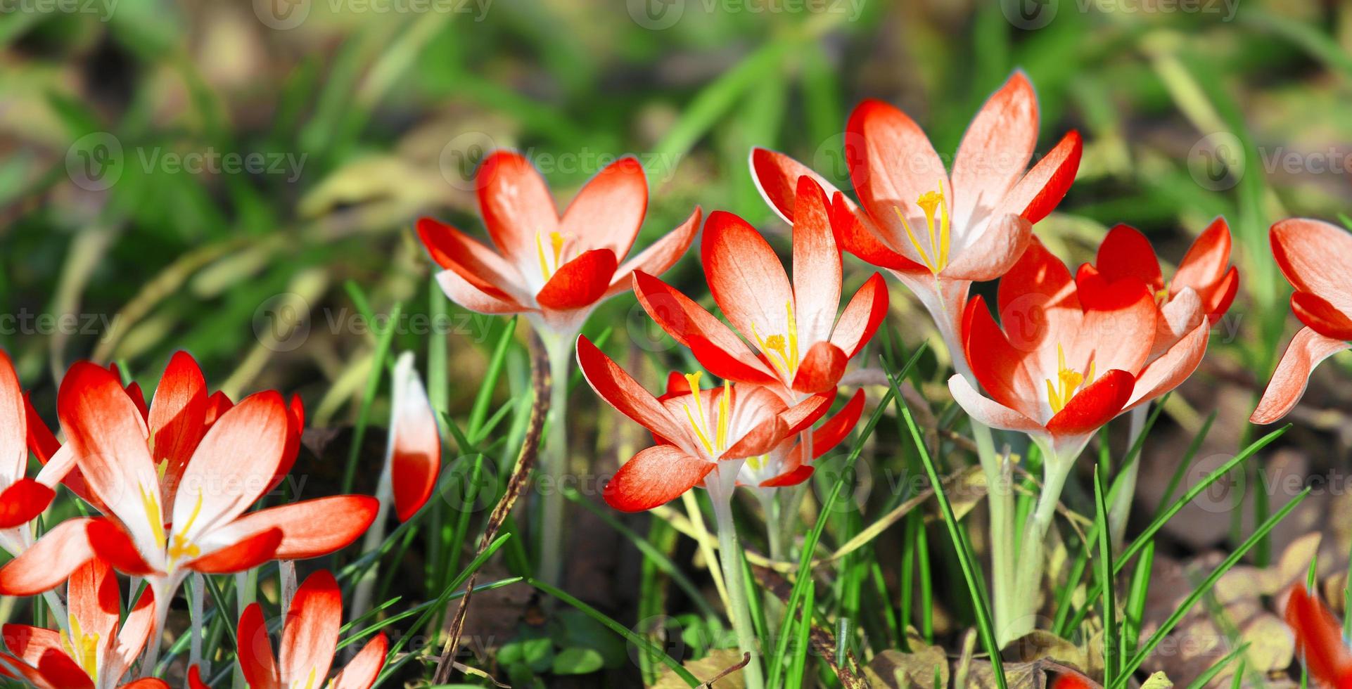 flores de açafrão roxas florescendo em um foco suave em um dia ensolarado de primavera foto