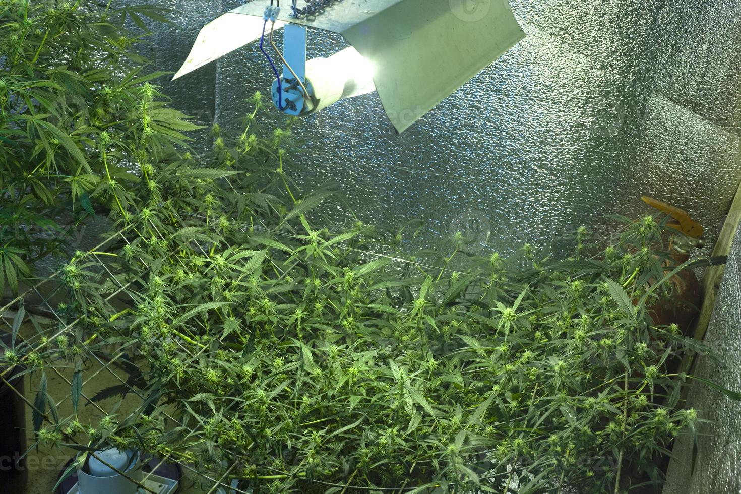 cultivo de cannabis em ambientes fechados, cultivo de cânhamo em ambientes fechados sob lâmpadas foto