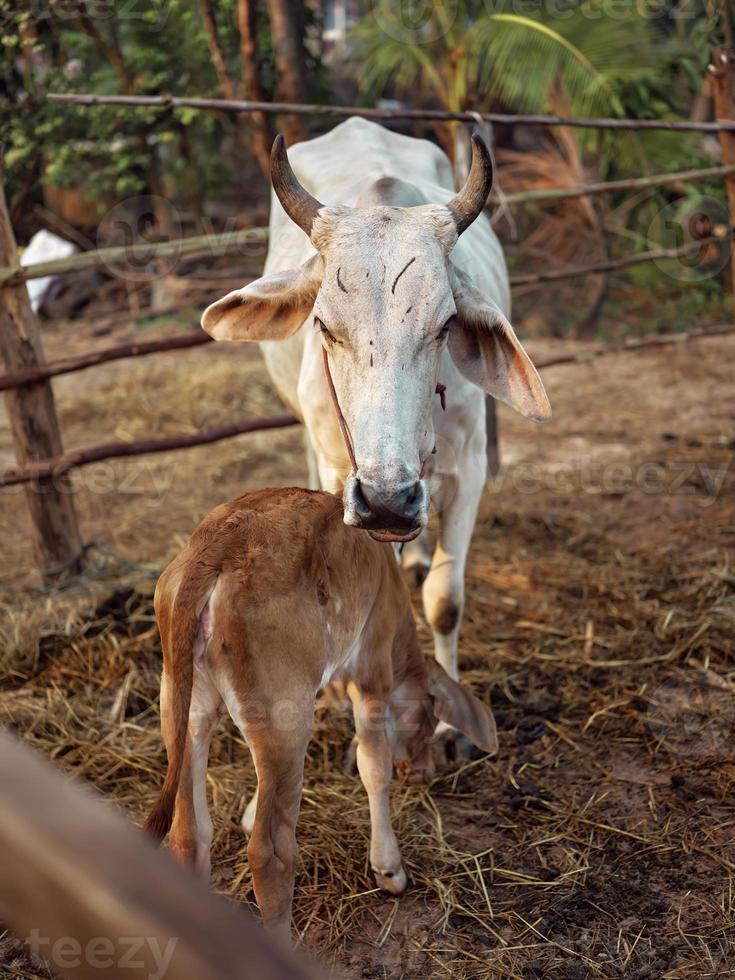 mãe tailandês de vaca face assistindo sobre dela minúsculo recém-nascido foto