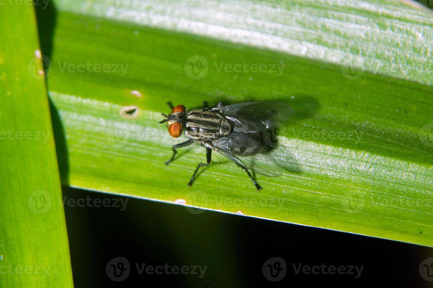 a casa mosca tem a latim nome musca domestica olhos mosca inspiração para movimento detecção foto