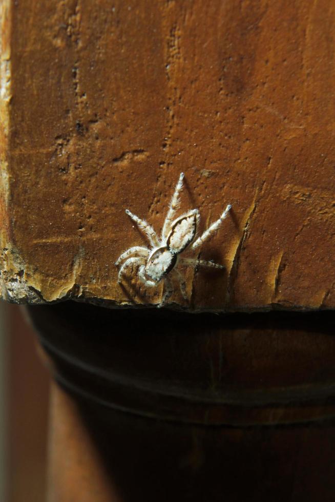 fofa e lindo pequeno aranha em a de madeira perna do a cadeira foto