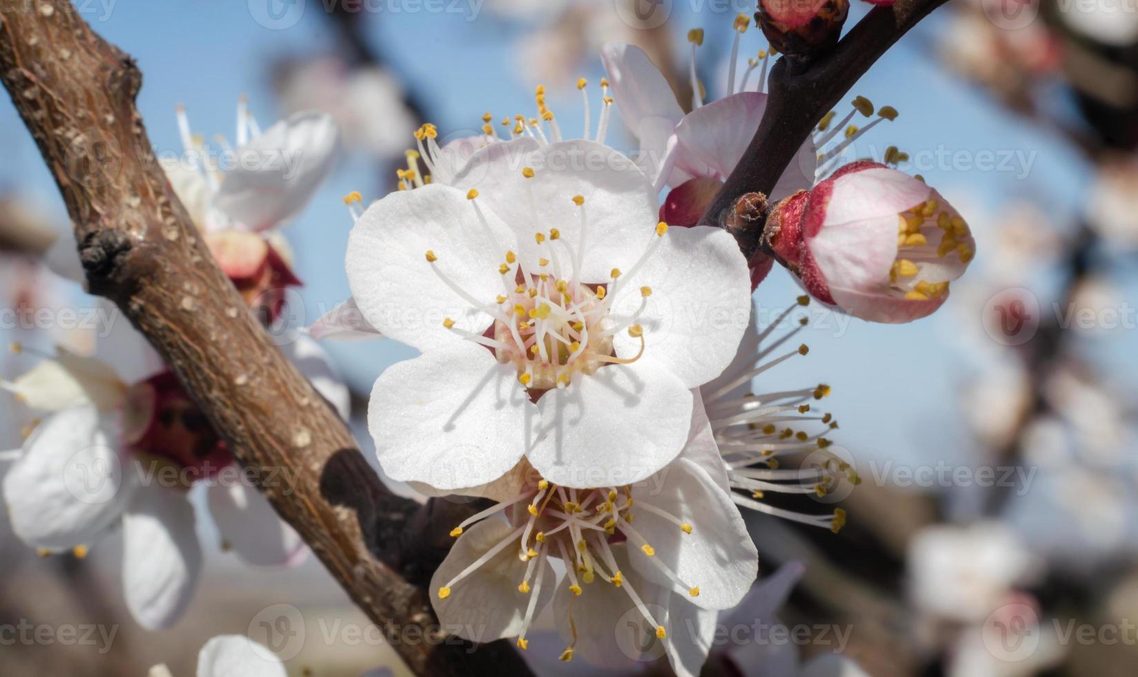 close-up de flores brancas foto