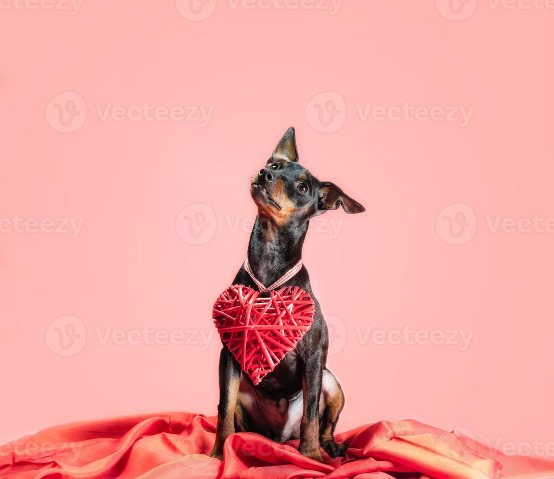 cachorro com decoração do dia dos namorados foto