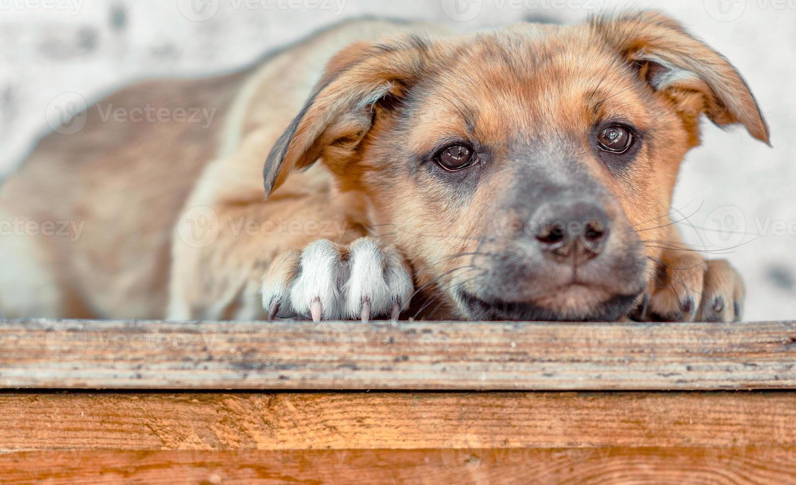 cachorro marrom deitado foto