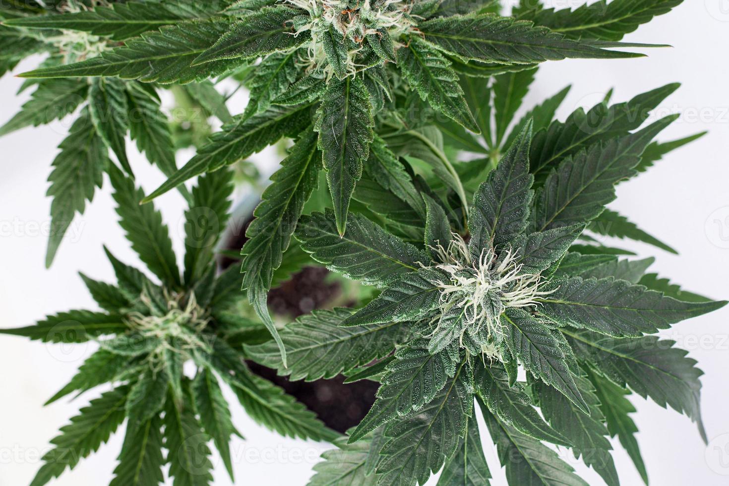 botões de cannabis em um fundo branco foto