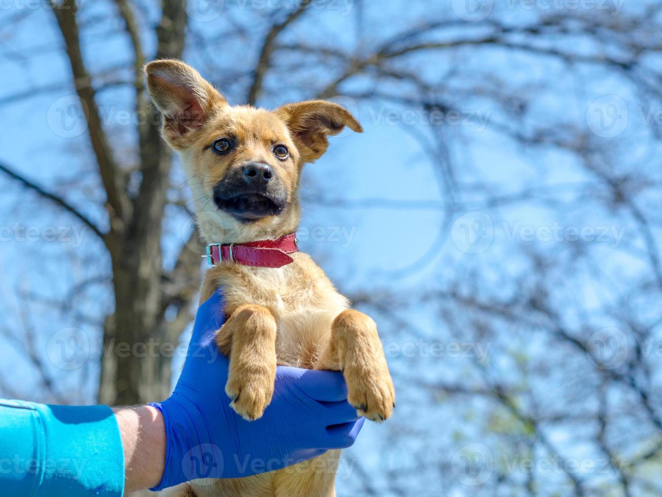 veterinário segurando um cachorro do lado de fora foto