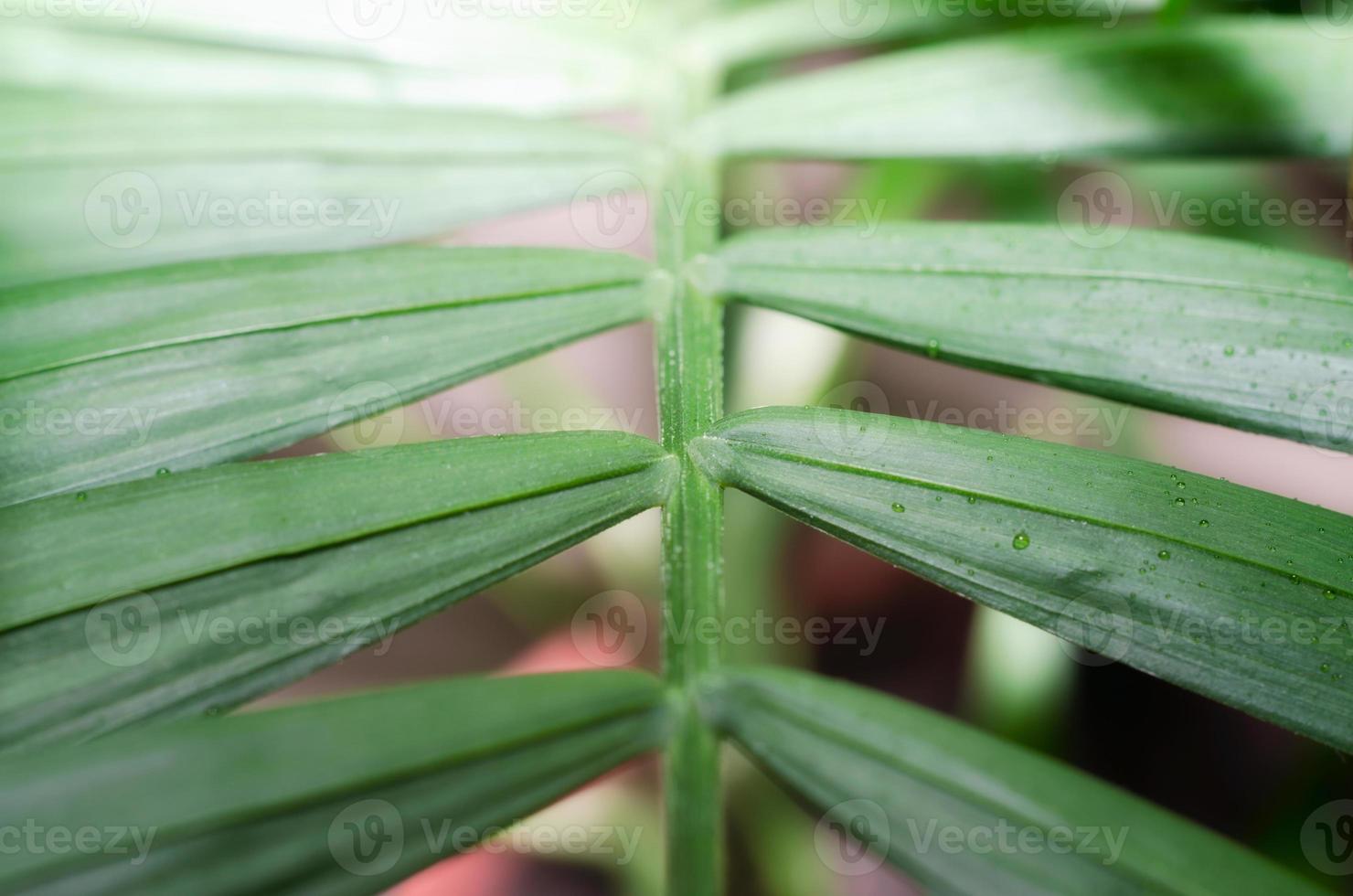 close-up de uma folha verde foto