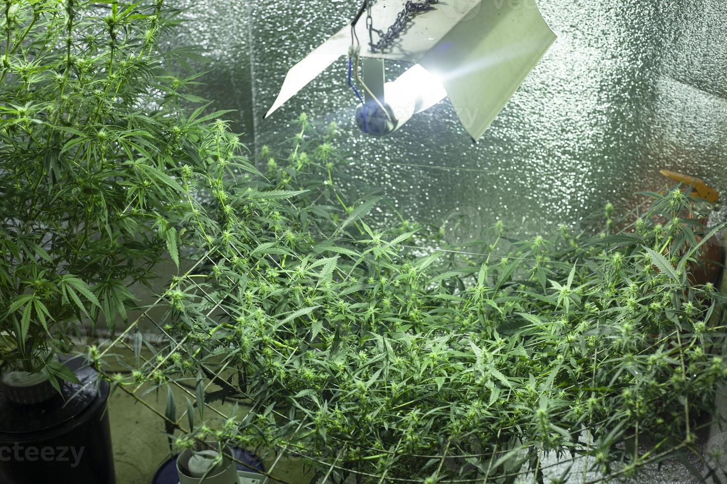 maconha medicinal sob luz artificial em cultivo comercial foto